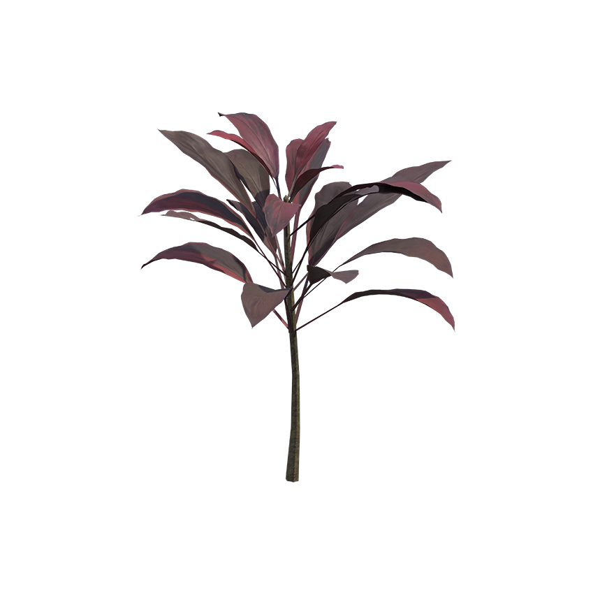 Cordyline fruticosa - Ti Plant 02